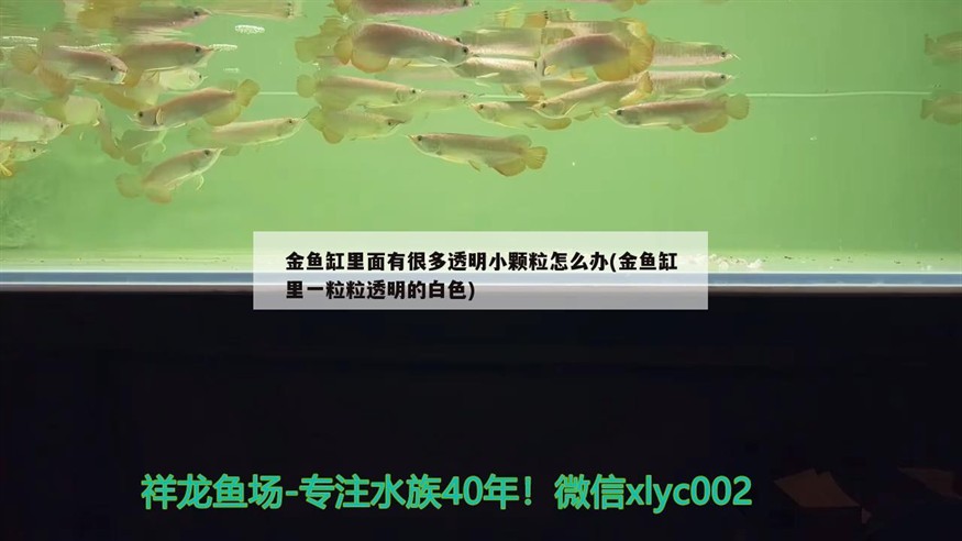 金魚缸里面有很多透明小顆粒怎么辦(金魚缸里一粒粒透明的白色)