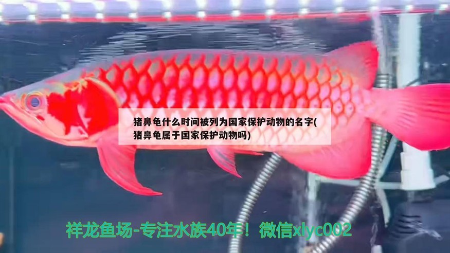 豬鼻龜什么時(shí)間被列為國(guó)家保護(hù)動(dòng)物的名字(豬鼻龜屬于國(guó)家保護(hù)動(dòng)物嗎)