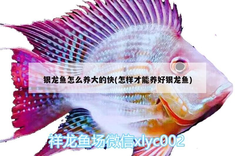 銀龍魚怎么養大的快(怎樣才能養好銀龍魚)