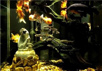 不養魚魚缸怎么處理：不養魚的魚缸可以通過多種處理方式進行處理，避免浪費