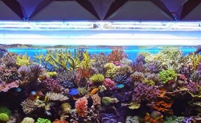 百春旺魚缸:臨沂市河東區百春旺魚缸廠 魚缸百科 第1張 百春旺魚缸:臨沂市河東區百春旺魚缸廠 百春旺魚缸:臨沂市河東區百春旺魚缸廠 魚缸百科 第1張