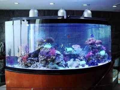 大魚缸清洗怎么把水倒出來：大魚缸清洗時(shí)倒出水主要有以下幾個(gè)方法需要注意保護(hù)魚兒 大魚缸清洗怎么把水倒出來：大魚缸清洗時(shí)倒出水主要有以下幾個(gè)方法需要注意保護(hù)魚兒 魚缸百科 第1張