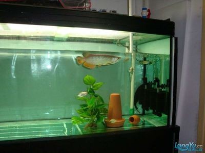 大魚缸清洗怎么把水倒出來：大魚缸清洗時(shí)倒出水主要有以下幾個(gè)方法需要注意保護(hù)魚兒 大魚缸清洗怎么把水倒出來：大魚缸清洗時(shí)倒出水主要有以下幾個(gè)方法需要注意保護(hù)魚兒 魚缸百科 第4張