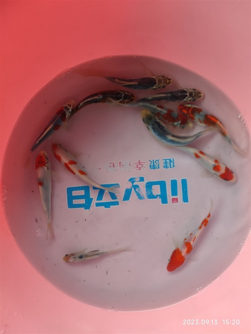 合缸第三天