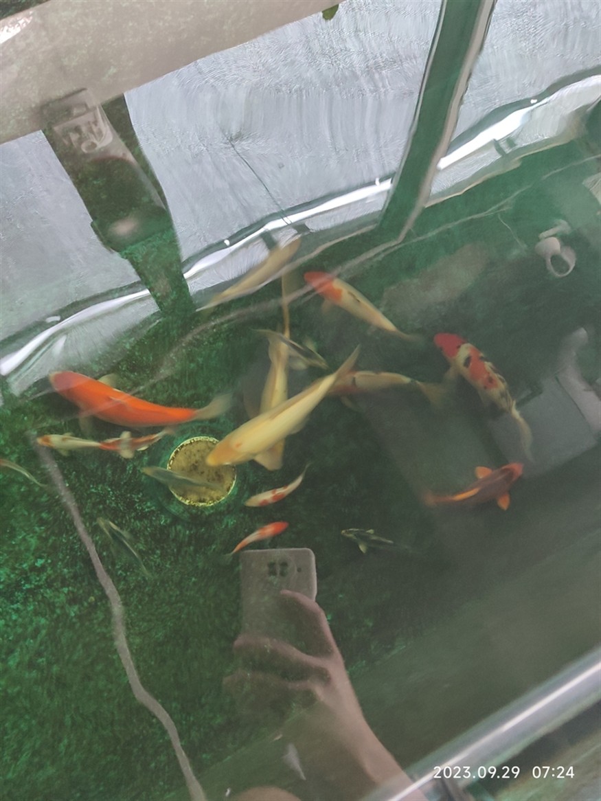 合缸第三天