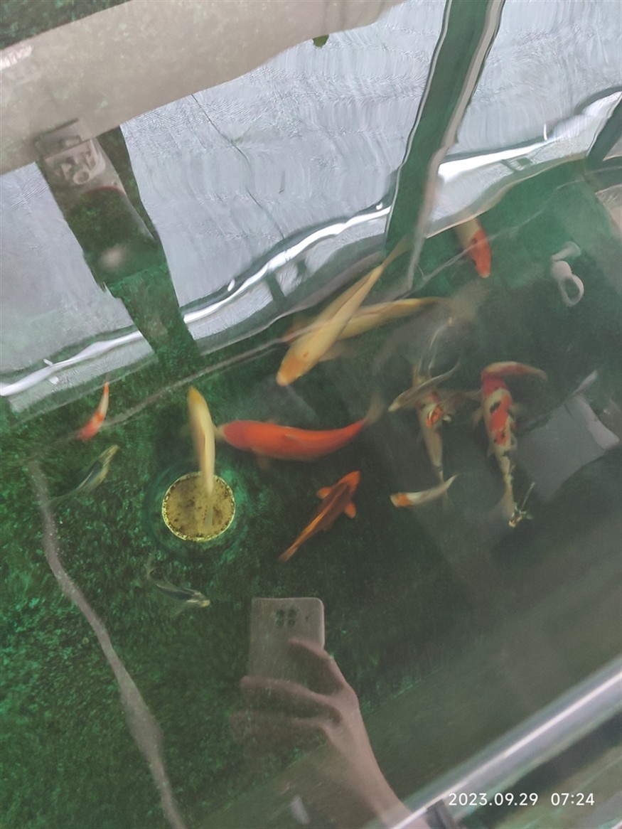 合缸第三天