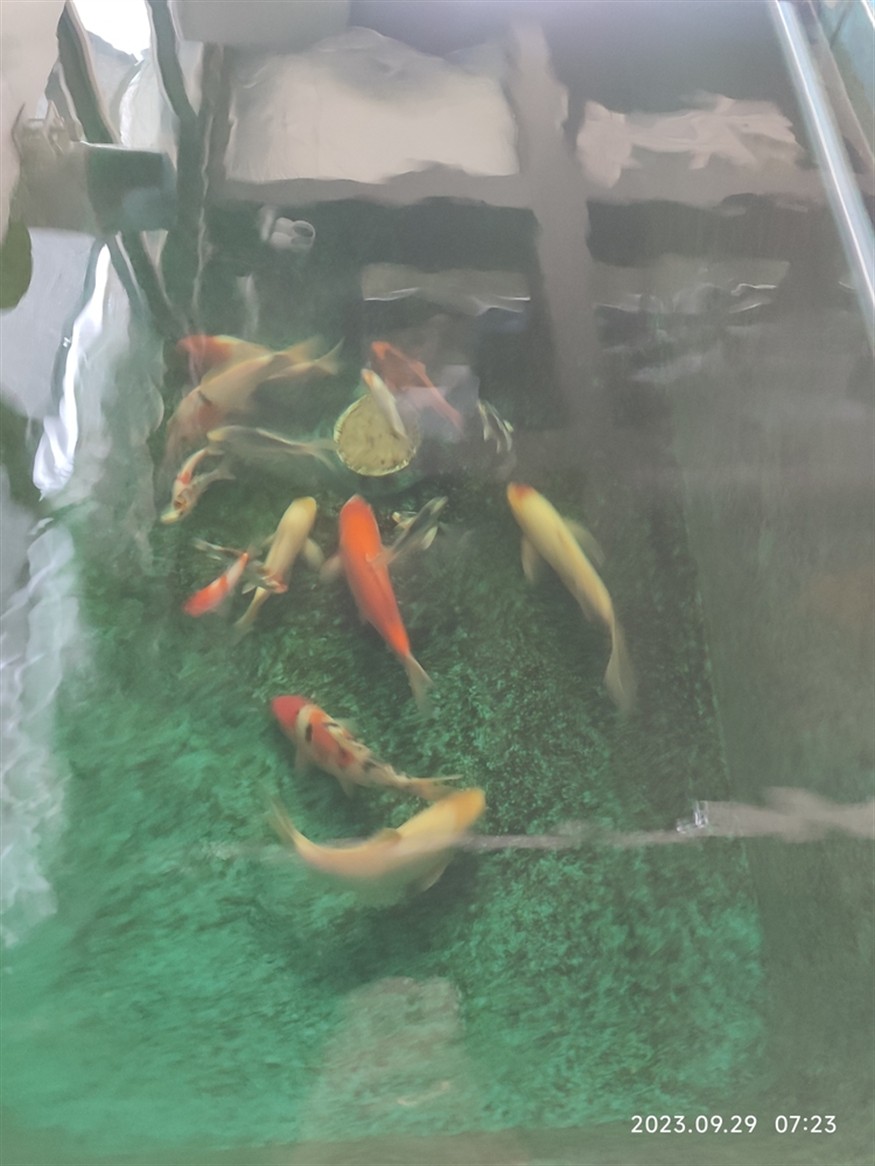 合缸第三天