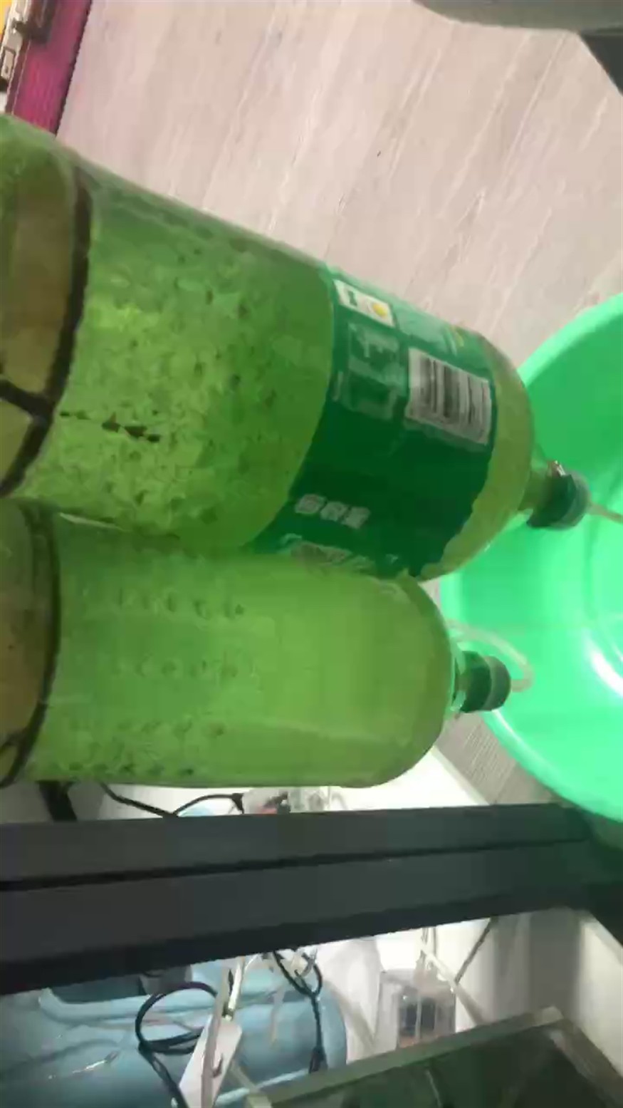 孵化豐年蝦