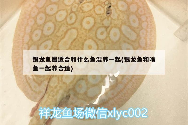銀龍魚最適合和什么魚混養一起(銀龍魚和啥魚一起養合適)