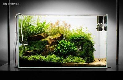 大魚缸水草放哪里養好：在大魚缸中養殖水草需要注意什么？