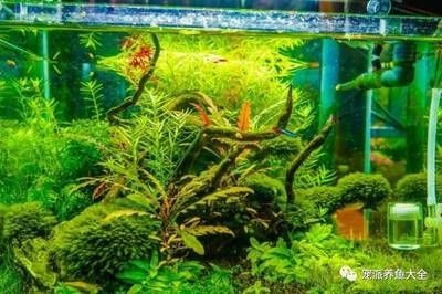 大魚缸水草放哪里養好：在大魚缸中養殖水草需要注意什么？