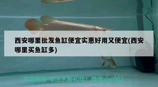 西安哪里批發魚缸便宜實惠好用又便宜(西安哪里買魚缸多)