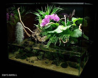 不養(yǎng)魚的魚缸能做什么：不養(yǎng)魚的魚缸可以做哪些事情？
