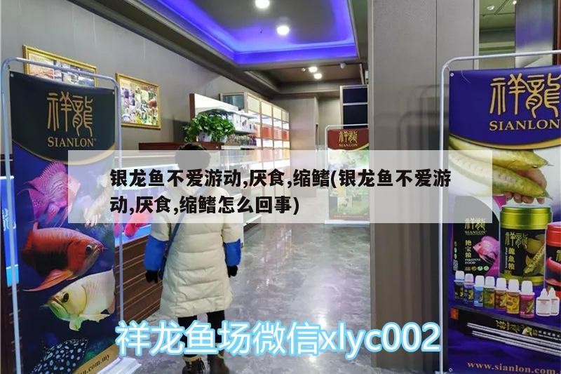 銀龍魚不愛游動,厭食,縮鰭(銀龍魚不愛游動,厭食,縮鰭怎么回事)