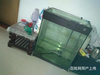大型魚缸去哪里買便宜好用：大型魚缸選購指南