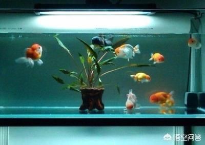 大型魚缸去哪里買便宜好用：大型魚缸選購指南