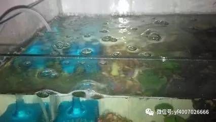 大型魚缸去哪里買便宜好用：大型魚缸選購指南