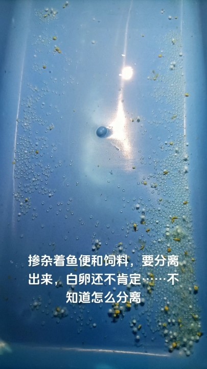 蝶翼斑馬產(chǎn)卵第一天