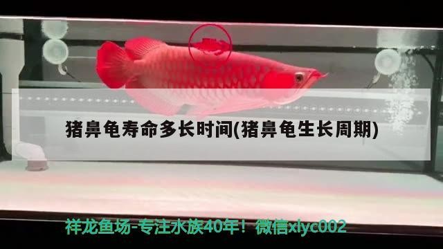 豬鼻龜壽命多長時間(豬鼻龜生長周期)