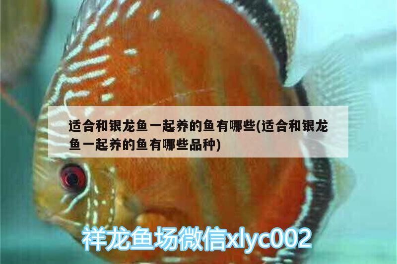 適合和銀龍魚一起養的魚有哪些(適合和銀龍魚一起養的魚有哪些品種)