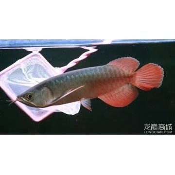 50公分的紅龍魚有必要烤嗎