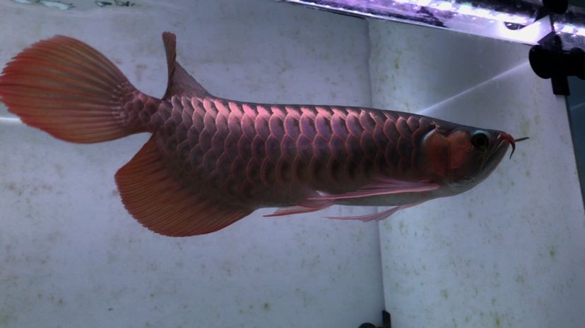 什么是戰(zhàn)車紅龍魚