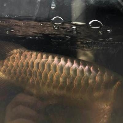 什么是戰(zhàn)車紅龍魚