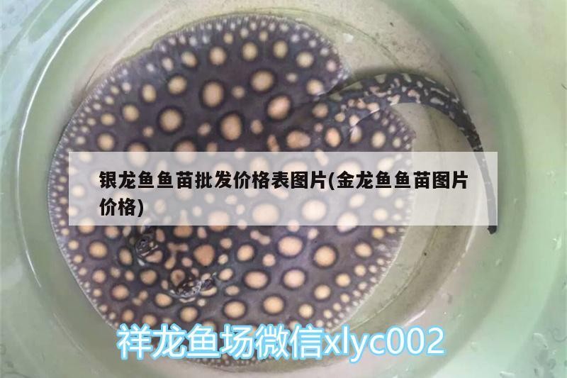銀龍魚魚苗批發價格表圖片(金龍魚魚苗圖片價格)