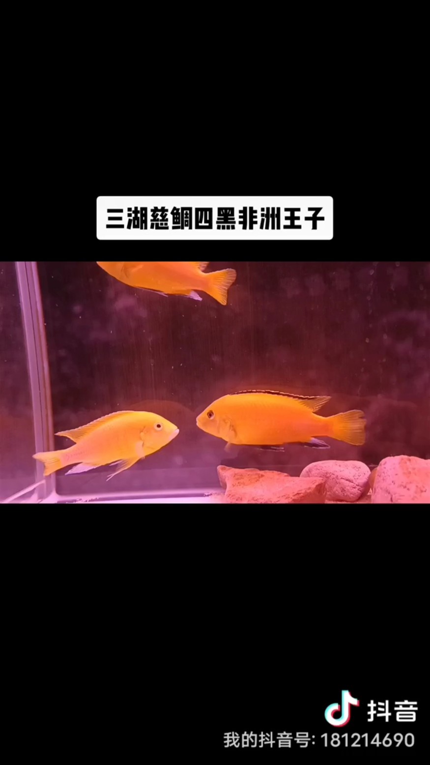清缸，四黑非洲王子成魚10cm+多條