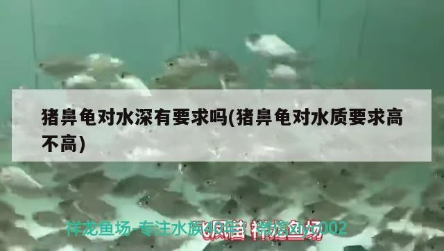 豬鼻龜對水深有要求嗎(豬鼻龜對水質(zhì)要求高不高) 豬鼻龜對水深有要求嗎(豬鼻龜對水質(zhì)要求高不高) 豬鼻龜百科