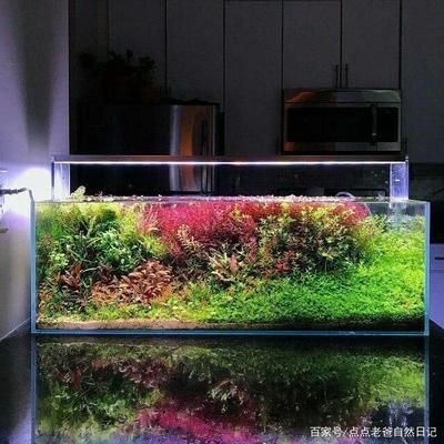 玻璃魚缸景觀圖：尋找玻璃魚缸景觀圖時