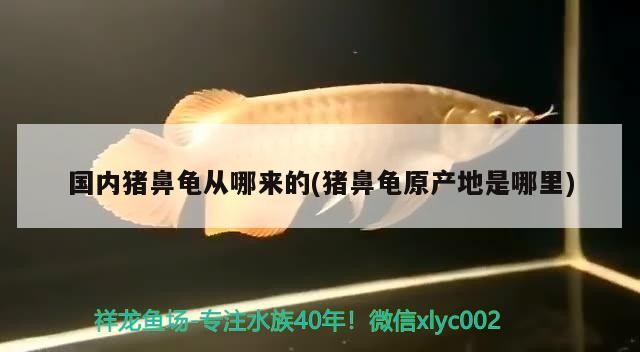 國內豬鼻龜從哪來的(豬鼻龜原產地是哪里)