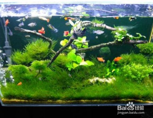 冬天魚缸換水可以用開水嗎：冬天魚缸換水不建議使用開水