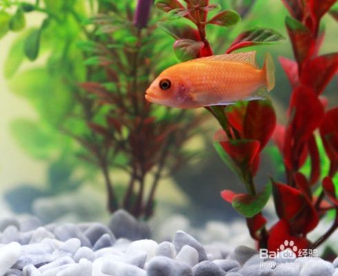 冬天魚缸換水可以用開水嗎：冬天魚缸換水不建議使用開水