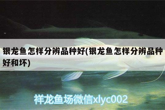 銀龍魚怎樣分辨品種好(銀龍魚怎樣分辨品種好和壞)