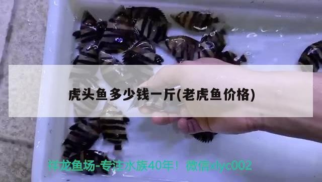 虎頭魚多少錢一斤(老虎魚價格)