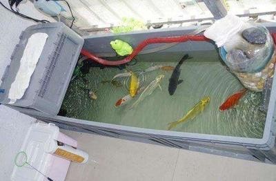 南寧市六得水族經(jīng)營(yíng)部（南寧市六得水族經(jīng)營(yíng)部地址）