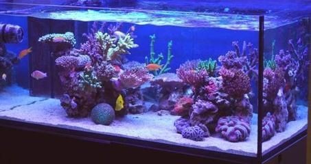 玻璃魚缸做好后多少天才能養(yǎng)魚？：玻璃魚缸做好后通常需要進行一定程度的處理和準(zhǔn)備