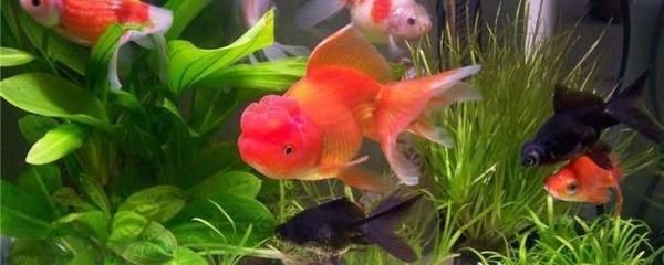 玻璃魚缸做好后多少天才能養(yǎng)魚？：玻璃魚缸做好后通常需要進行一定程度的處理和準(zhǔn)備