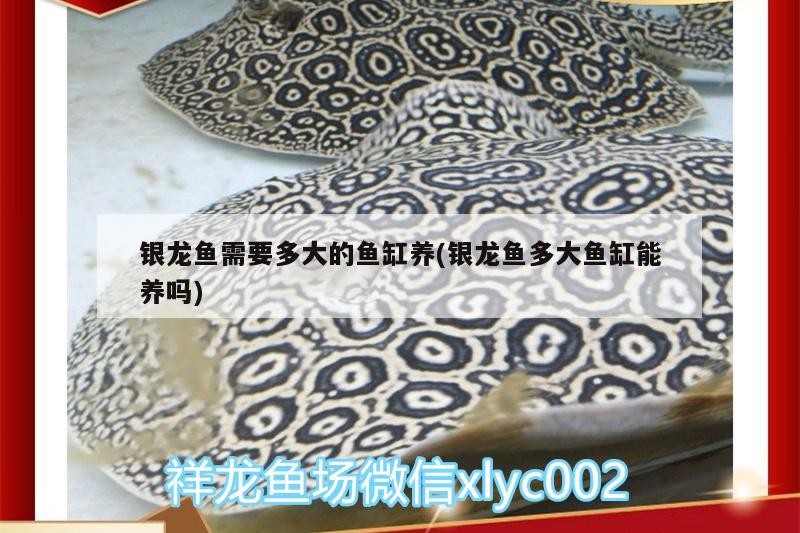銀龍魚需要多大的魚缸養(銀龍魚多大魚缸能養嗎)