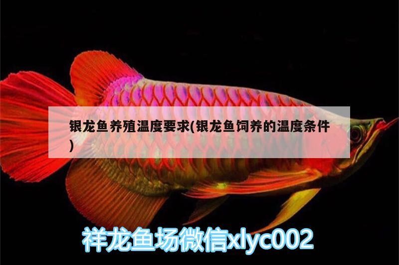 銀龍魚養殖溫度要求(銀龍魚飼養的溫度條件)