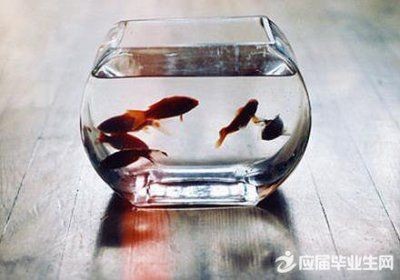 家里養(yǎng)的龍魚(yú)死了的感悟句子