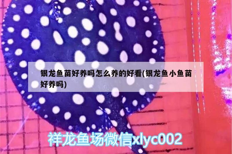 銀龍魚苗好養嗎怎么養的好看(銀龍魚小魚苗好養嗎) 銀龍魚苗好養嗎怎么養的好看(銀龍魚小魚苗好養嗎) 銀龍魚百科 第2張