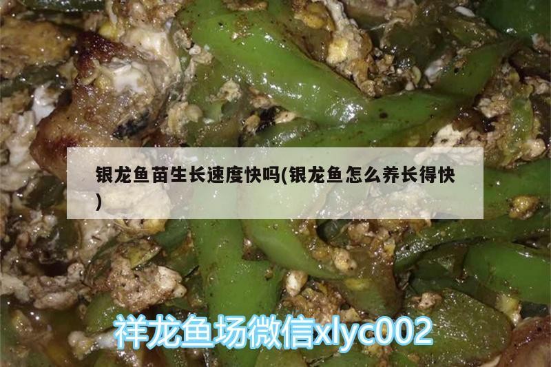 銀龍魚苗生長速度快嗎(銀龍魚怎么養長得快)