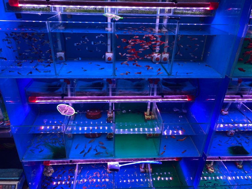 花鳥魚蟲市場 花鳥魚蟲市場 龍魚論壇 第1張