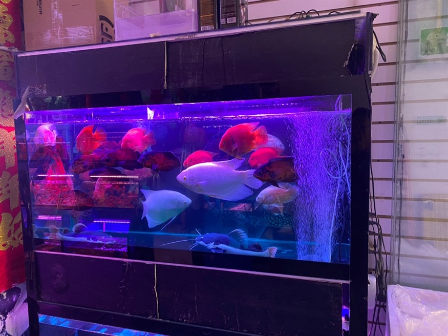 花鳥魚蟲市場 花鳥魚蟲市場 龍魚論壇 第2張
