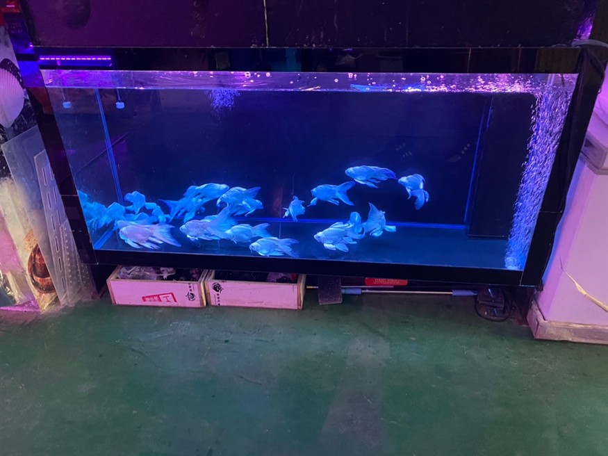 花鳥魚蟲市場 花鳥魚蟲市場 龍魚論壇 第3張