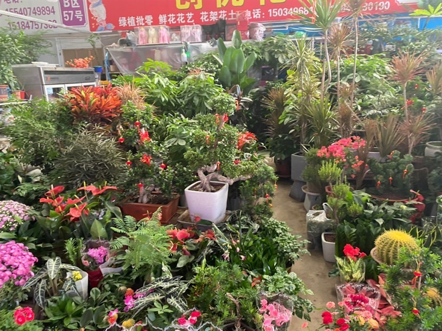 花鳥魚蟲市場 花鳥魚蟲市場 龍魚論壇 第4張