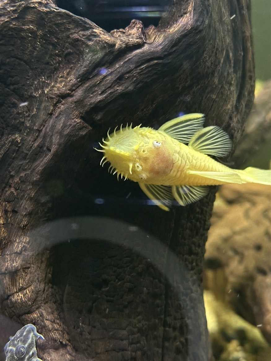 胡子清缸杠杠的！ 胡子清缸杠杠的！ 龍魚論壇 第1張