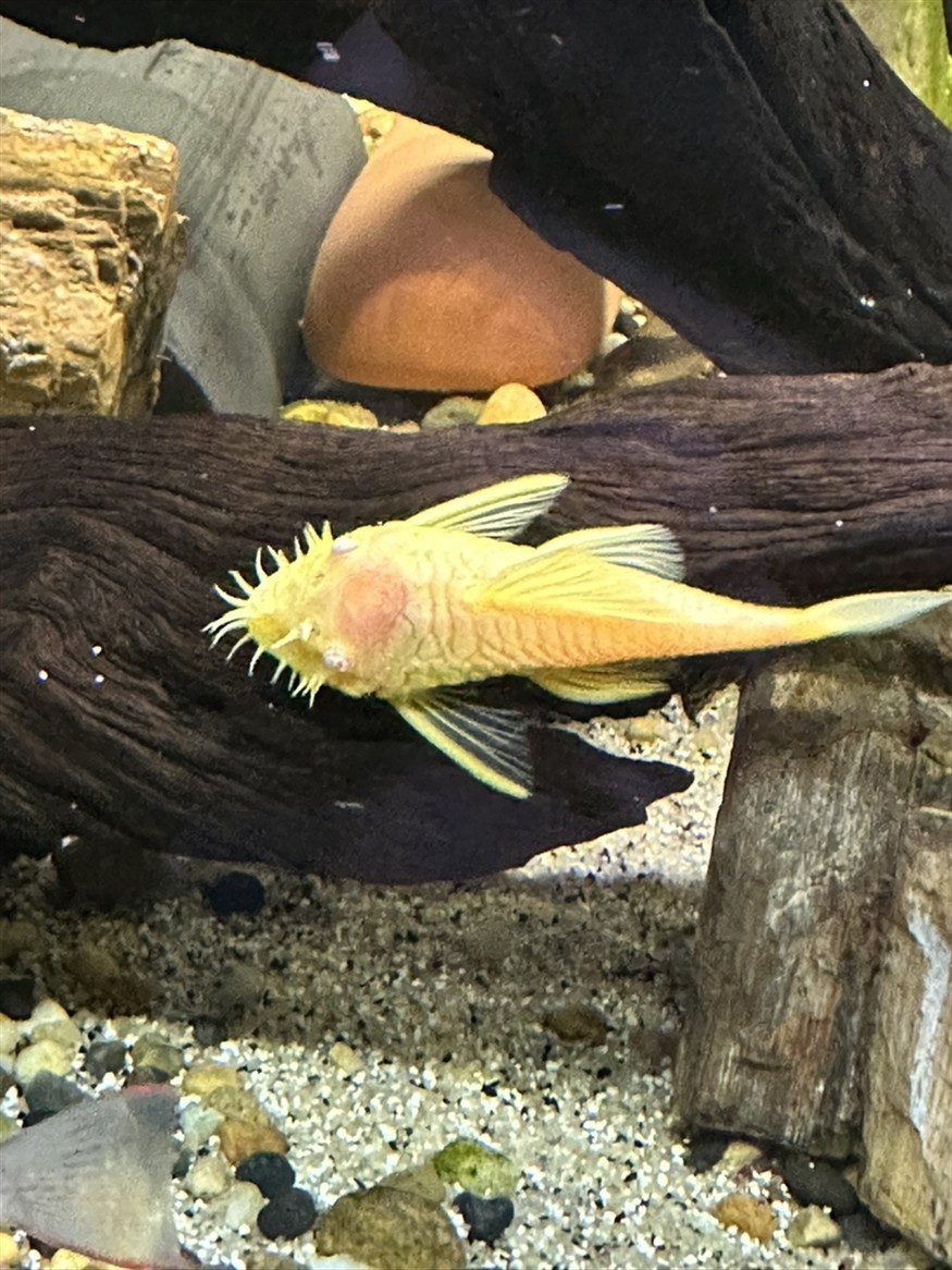 胡子清缸杠杠的！ 胡子清缸杠杠的！ 龍魚論壇 第2張